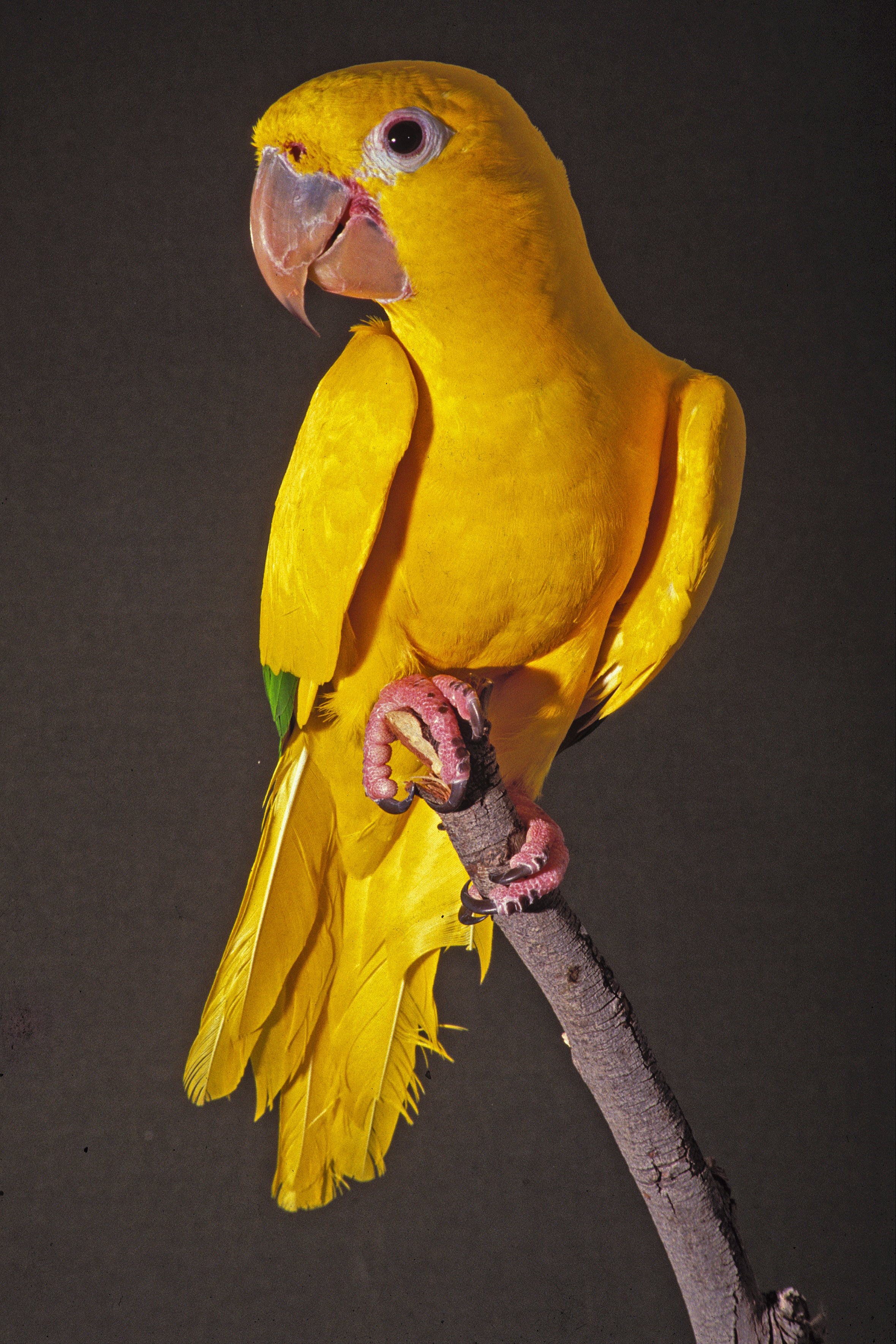 DVD—A Selection of South American Parrots (40 minutes)