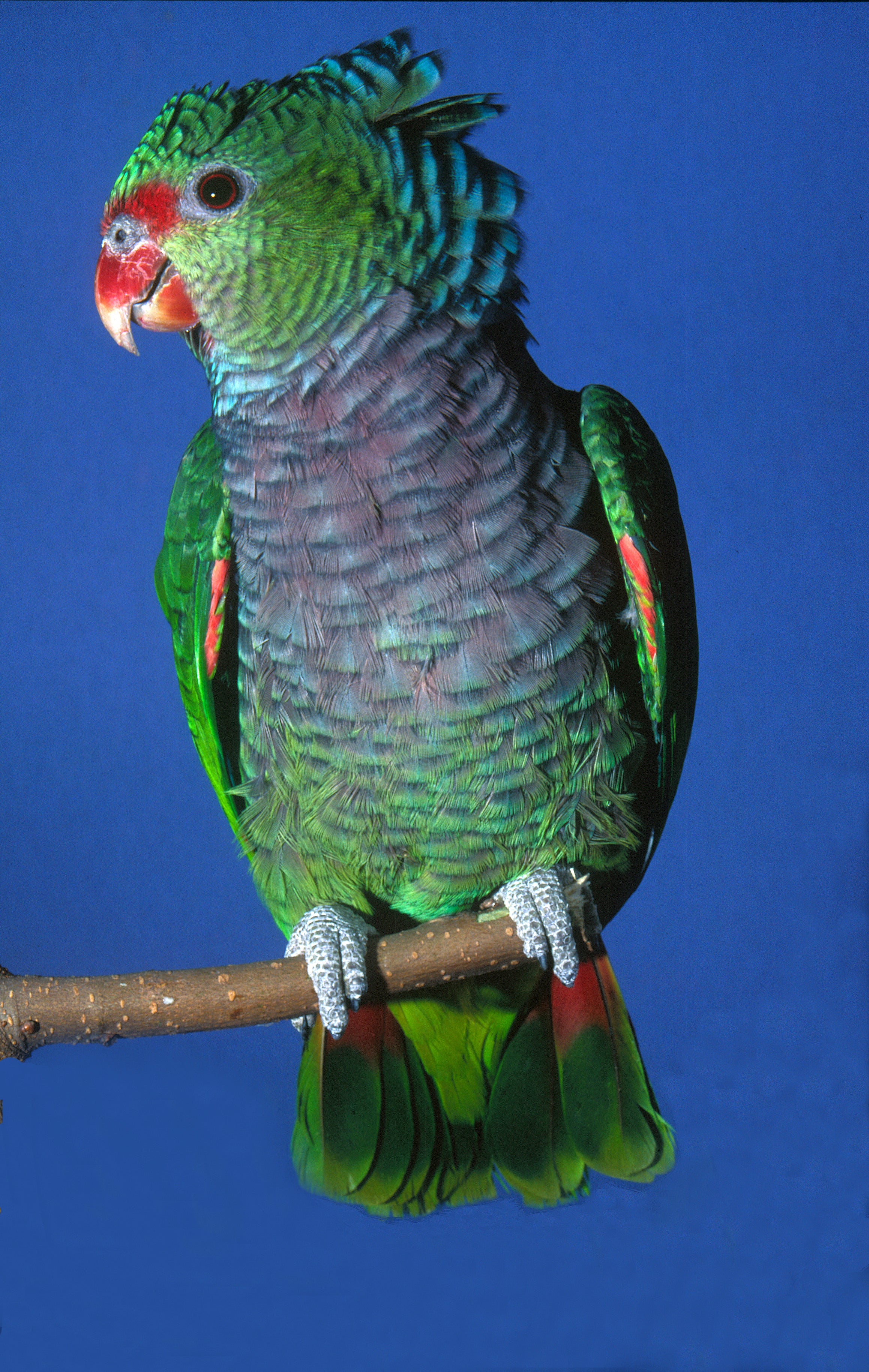 DVD—A Selection of South American Parrots (40 minutes)