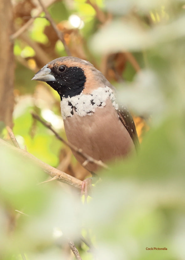 A Guide to Pictorella Mannikins