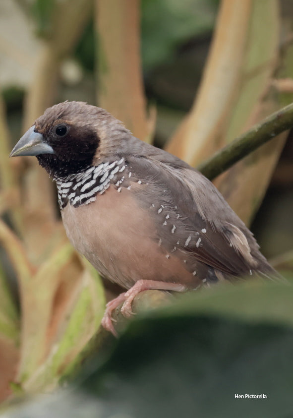 A Guide to Pictorella Mannikins