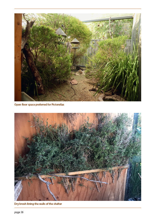 A Guide to Pictorella Mannikins