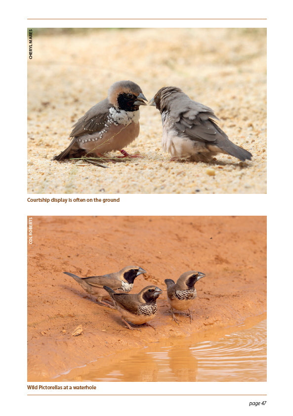 A Guide to Pictorella Mannikins