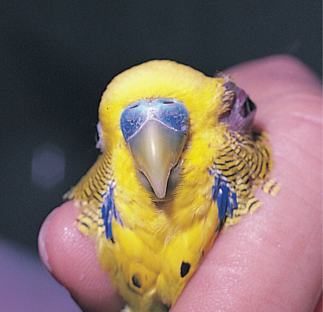 A Guide to Basic Health and Disease in Birds (Revised Edition)