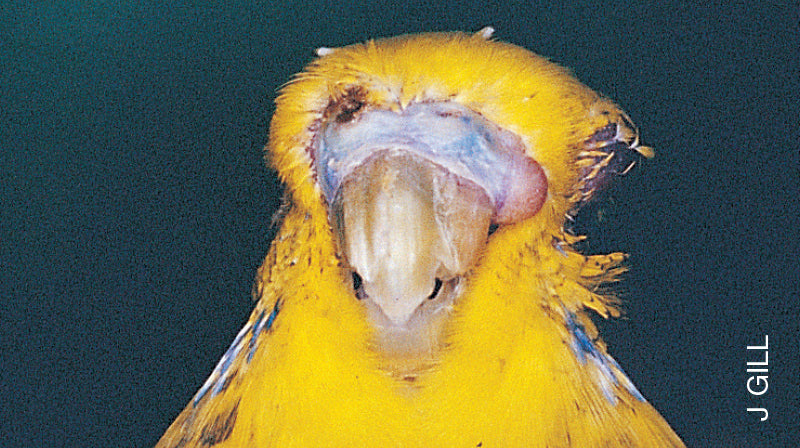 A Guide to Basic Health and Disease in Birds (Revised Edition)