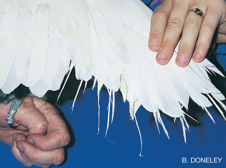 A Guide to Basic Health and Disease in Birds (Revised Edition)