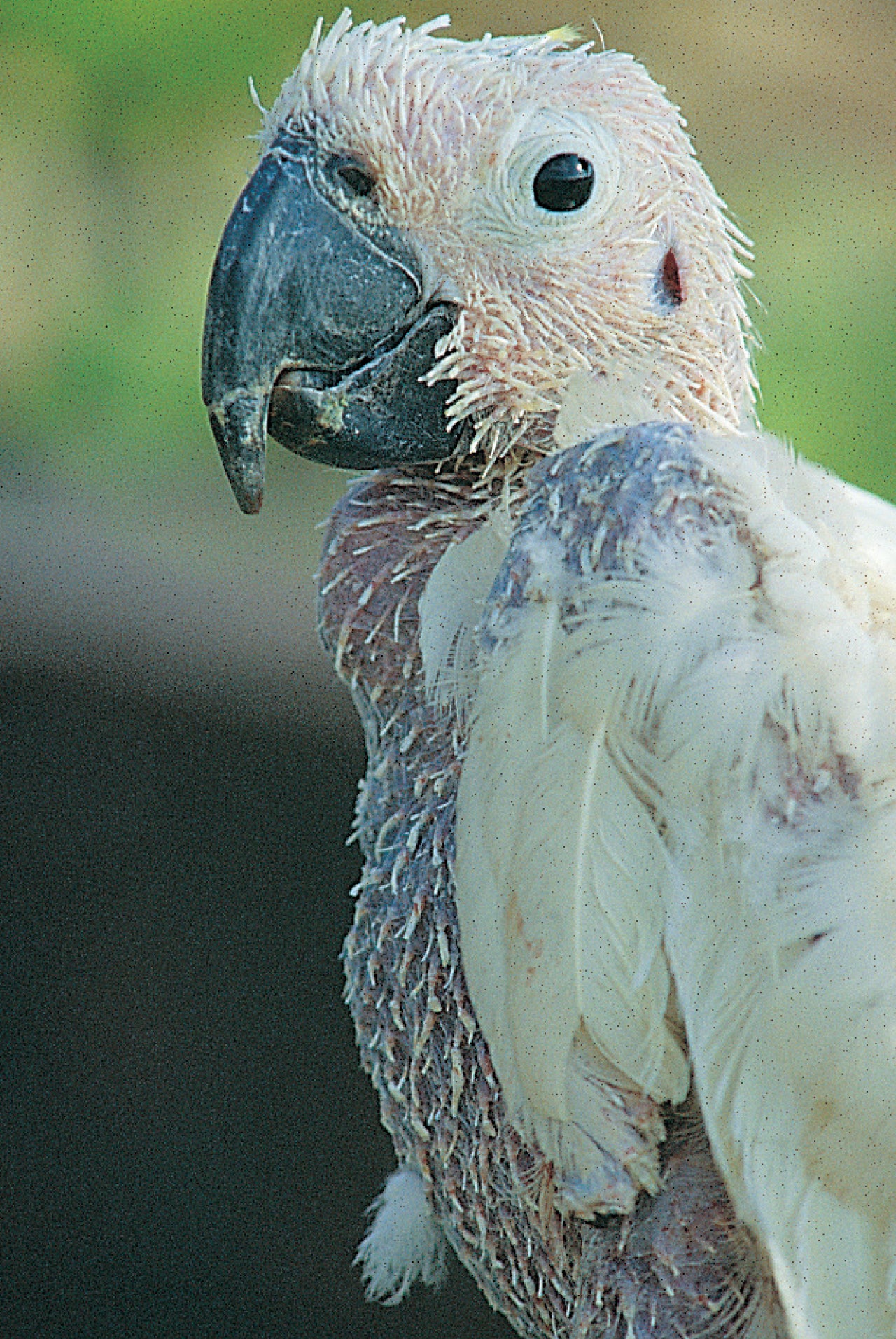 A Guide to Basic Health and Disease in Birds (Revised Edition)