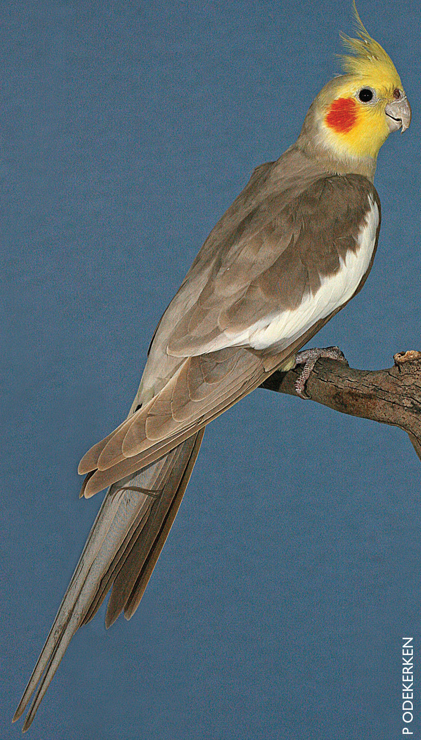 A Guide to Cockatiels & their Mutations Revised Edition (Hard Cover)