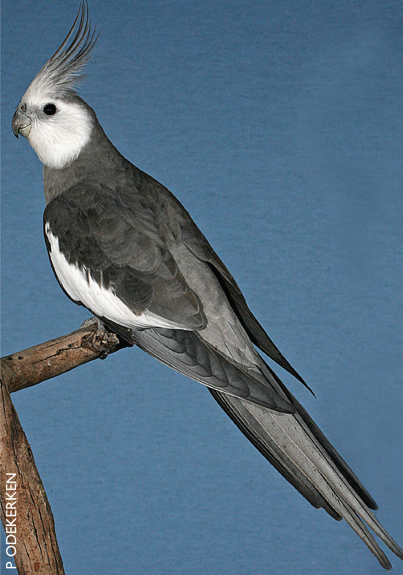 A Guide to Cockatiels & their Mutations Revised Edition (Hard Cover)