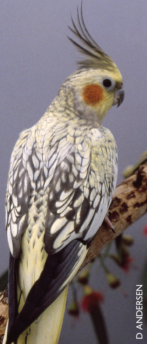 A Guide to Cockatiels and their Mutations as Pet & Aviary Birds—Revised Edition (Soft Cover)