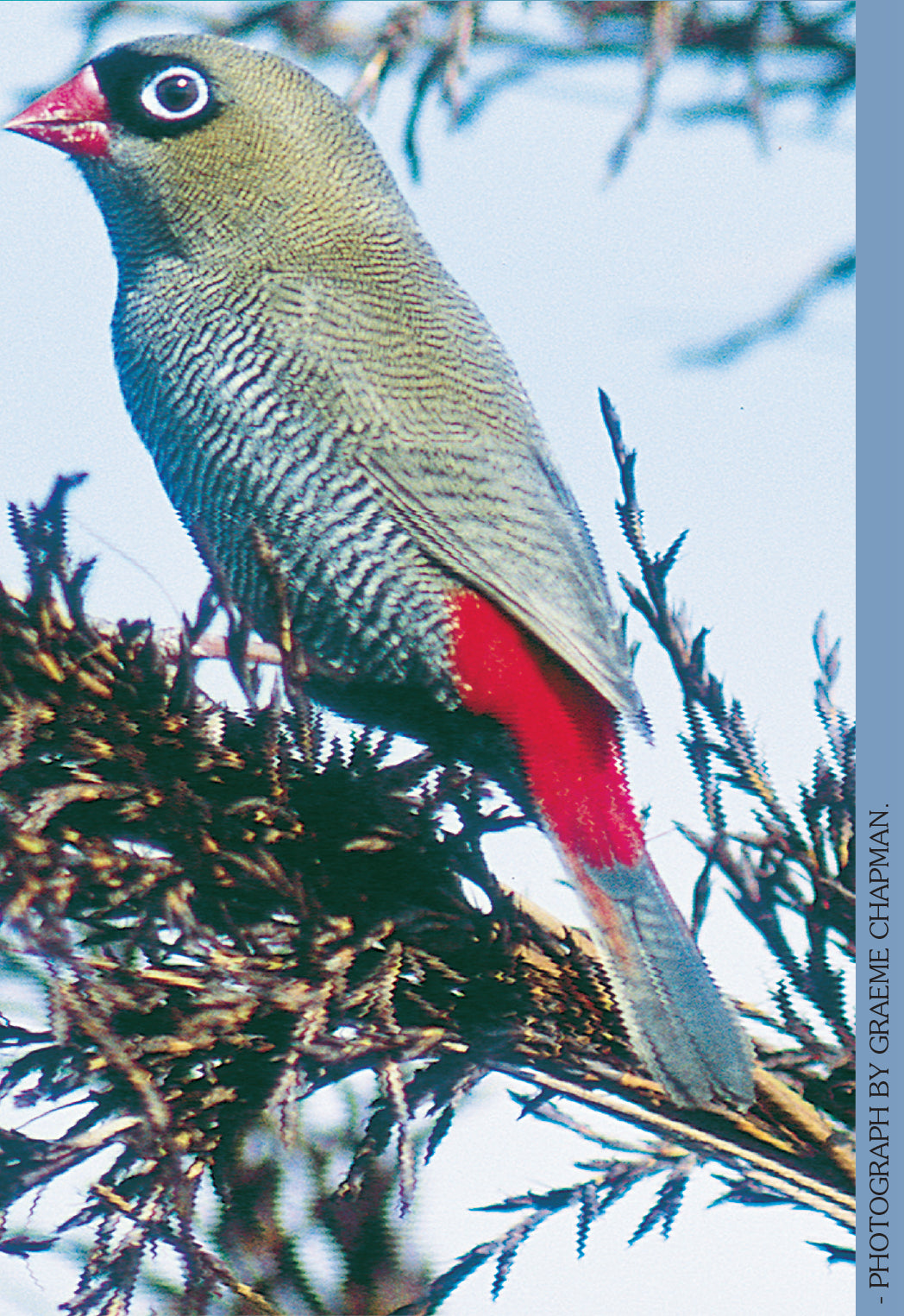 A Guide to Australian Grassfinches