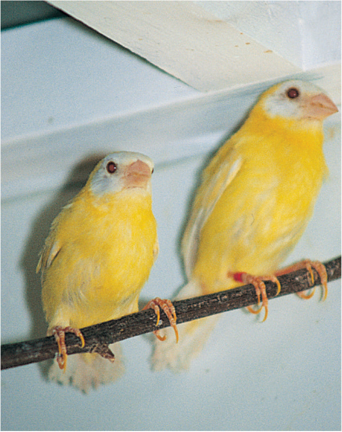 A Guide to Australian Grassfinches