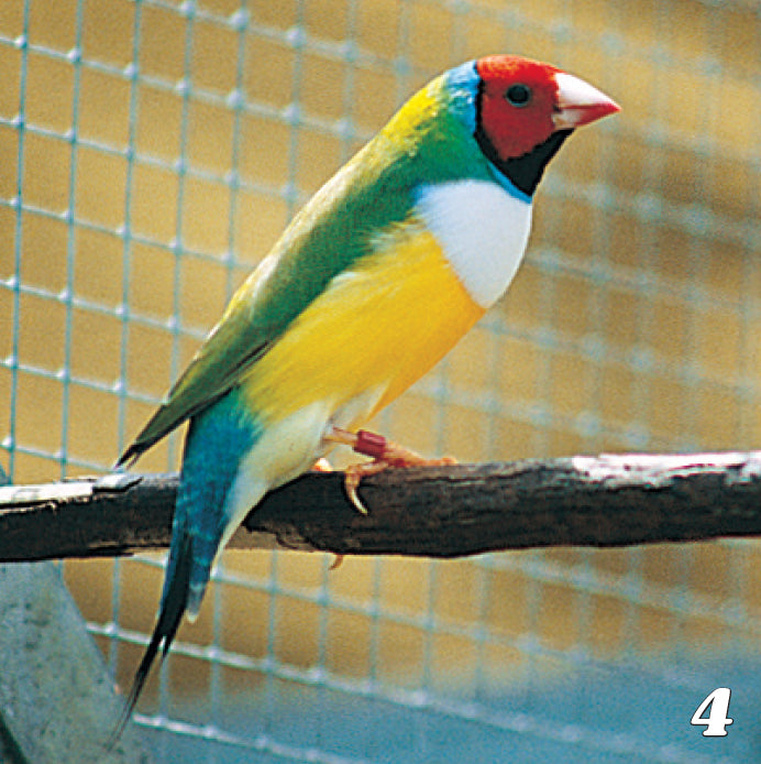 A Guide to Australian Grassfinches