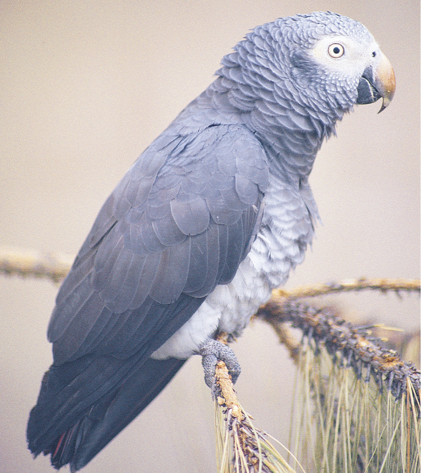 A Guide to Grey Parrots as Pet and Aviary Birds (Hard Cover)