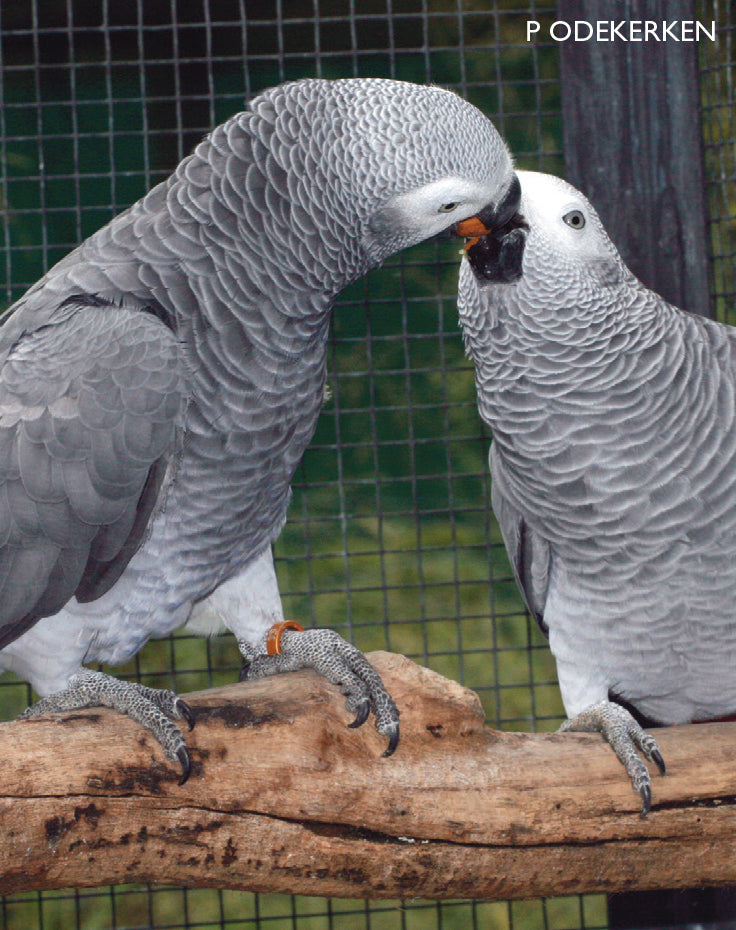 A Guide to Grey Parrots as Pet and Aviary Birds (Hard Cover)