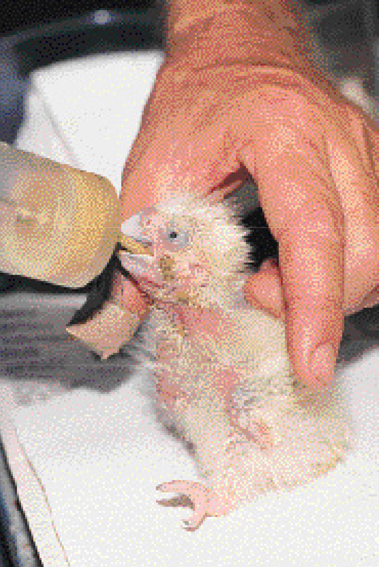 A Guide to Incubation and Handraising Parrots