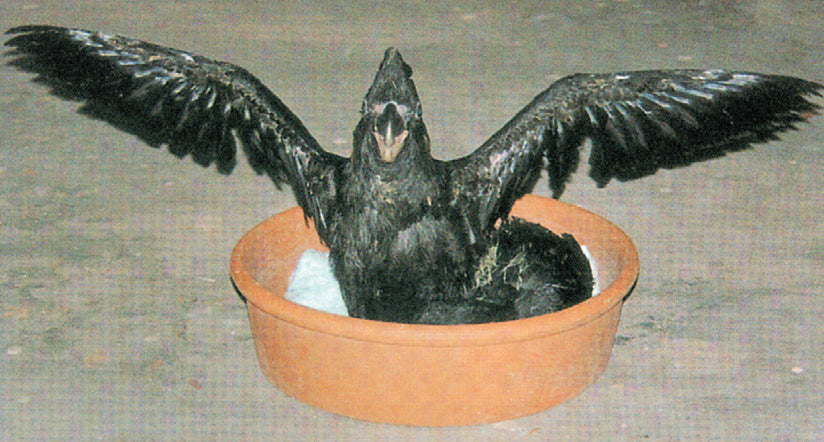 A Guide to Incubation and Handraising Parrots