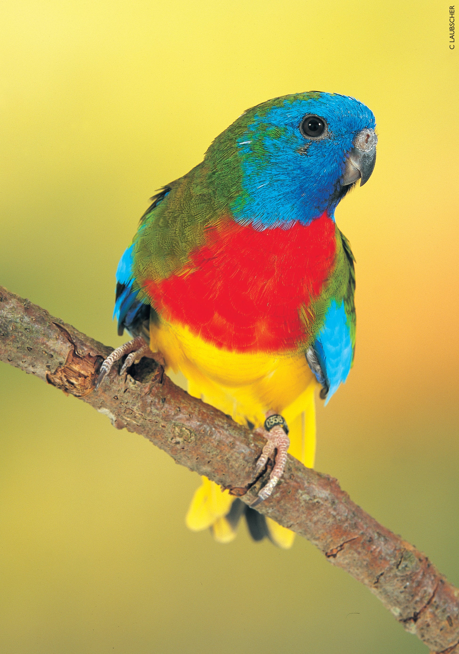 A Guide to Neophema and Neopsephotus Genera (English Revised Edition) Hard Cover