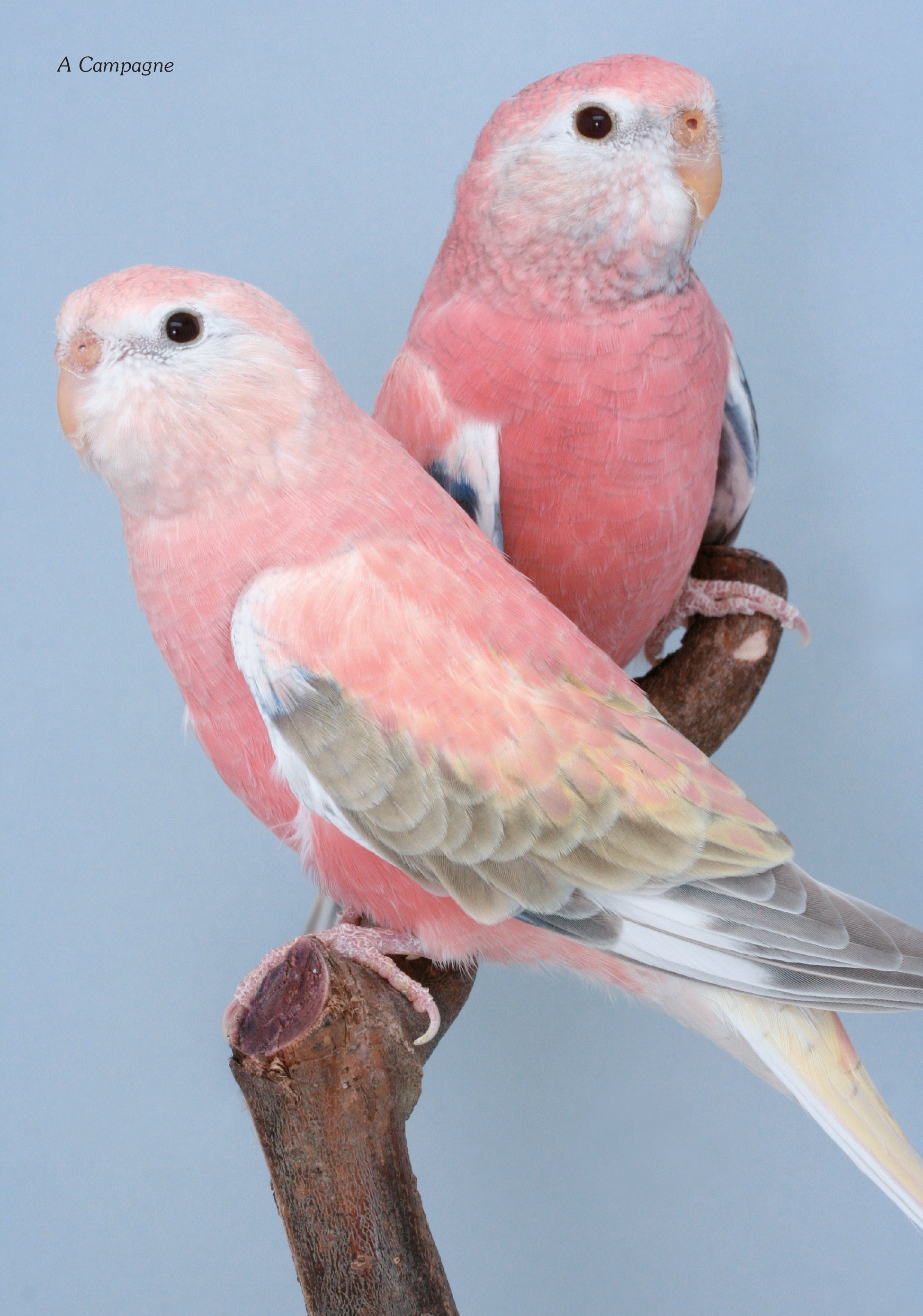 A Guide to Neophema and Neopsephotus Genera (English Revised Edition) Hard Cover