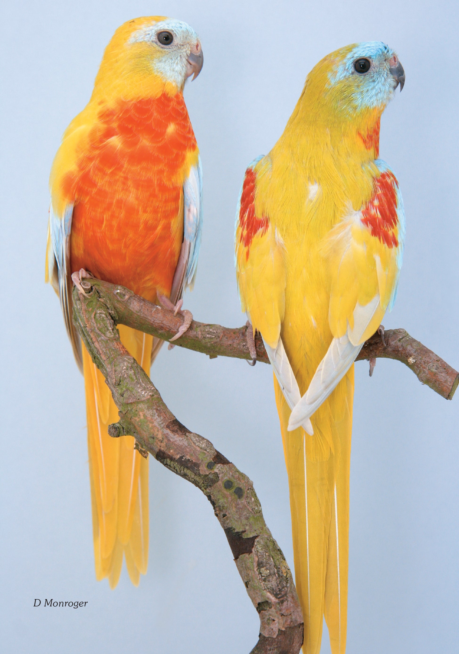 A Guide to Neophema and Neopsephotus Genera (English Revised Edition) Hard Cover