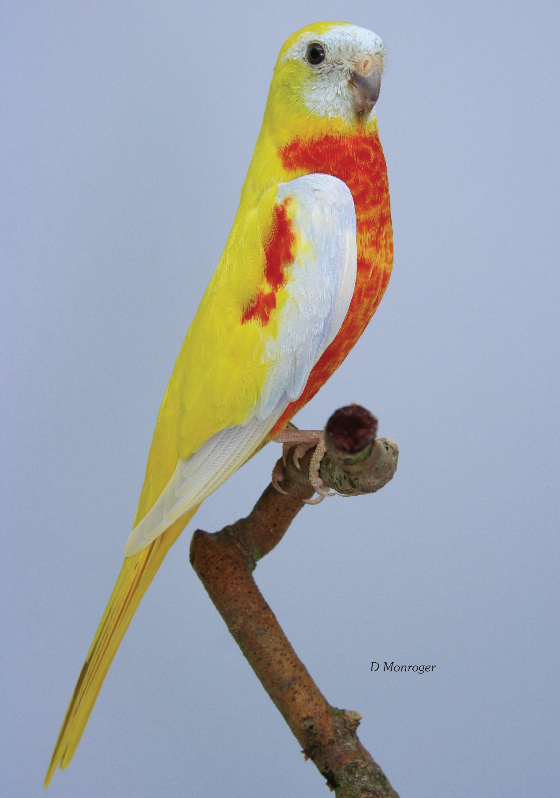 A Guide to Neophema and Neopsephotus Genera (English Revised Edition) Hard Cover