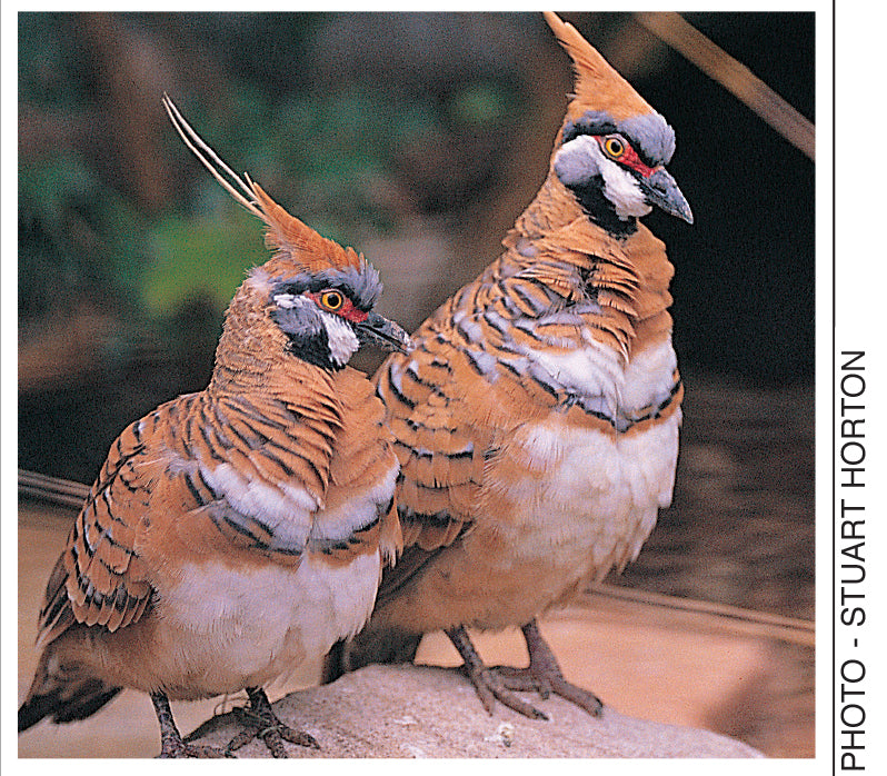 A Guide to Pigeons, Doves and Quail