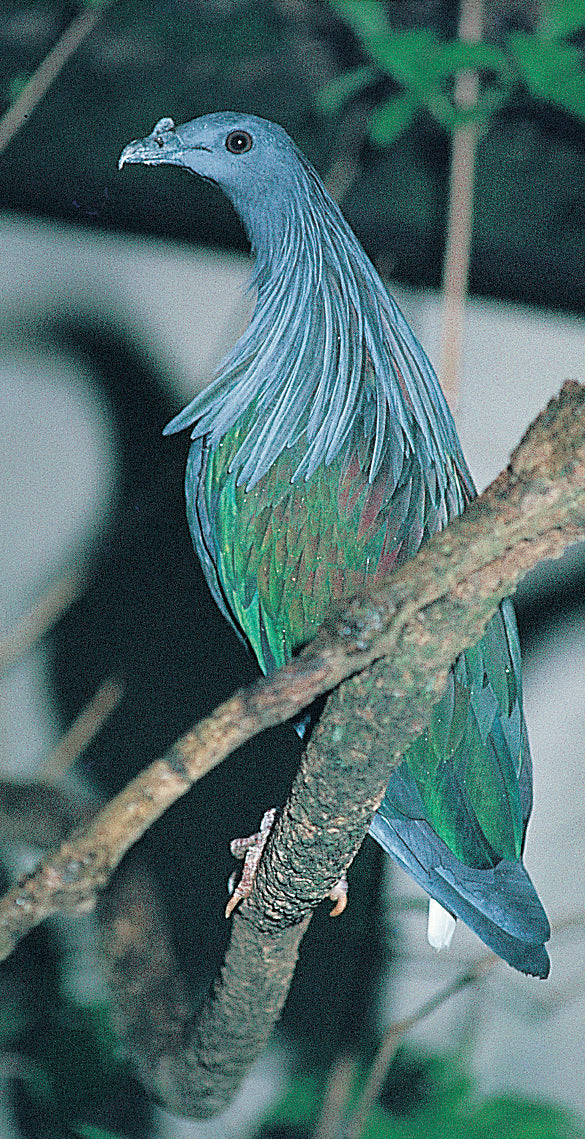 A Guide to Pigeons, Doves and Quail