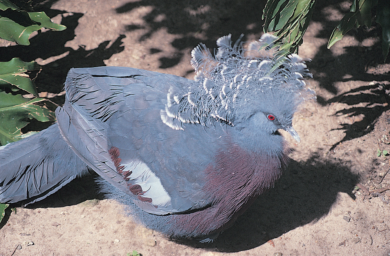 A Guide to Pigeons, Doves and Quail