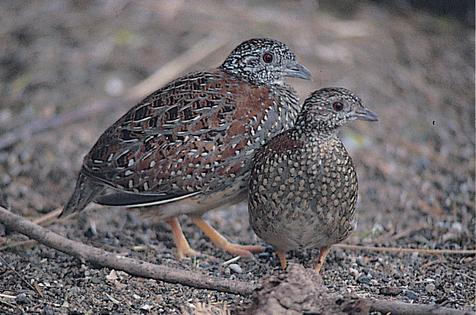 A Guide to Pigeons, Doves and Quail