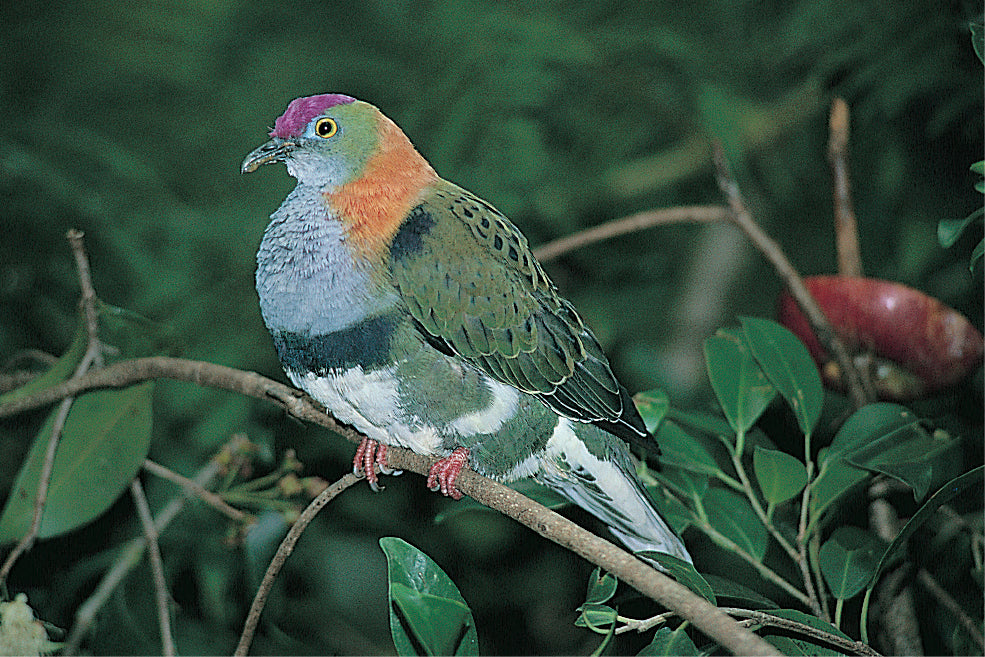 A Guide to Pigeons, Doves and Quail