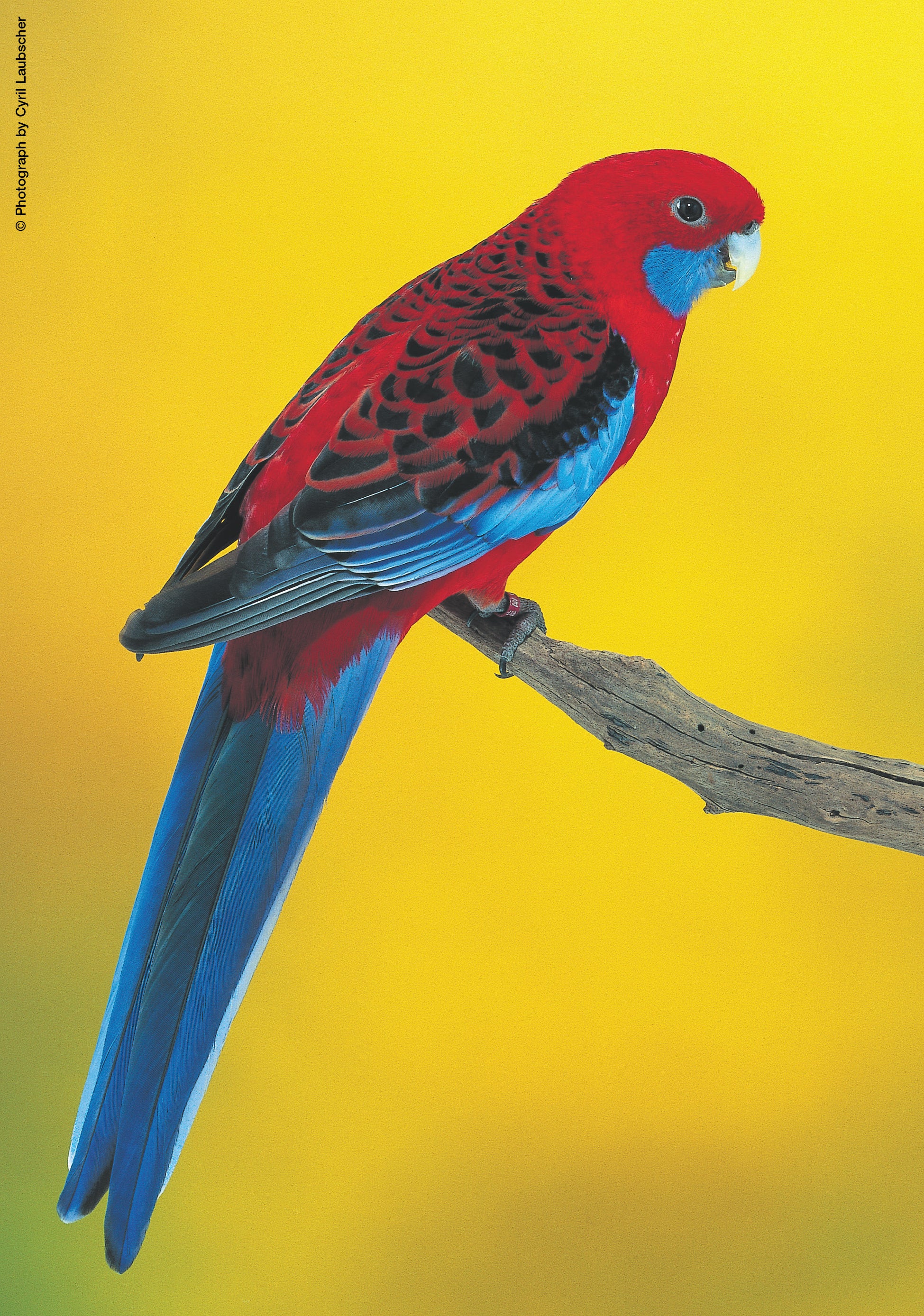 A Guide to Rosellas and their Mutations-Revised Edition (Hard Cover)