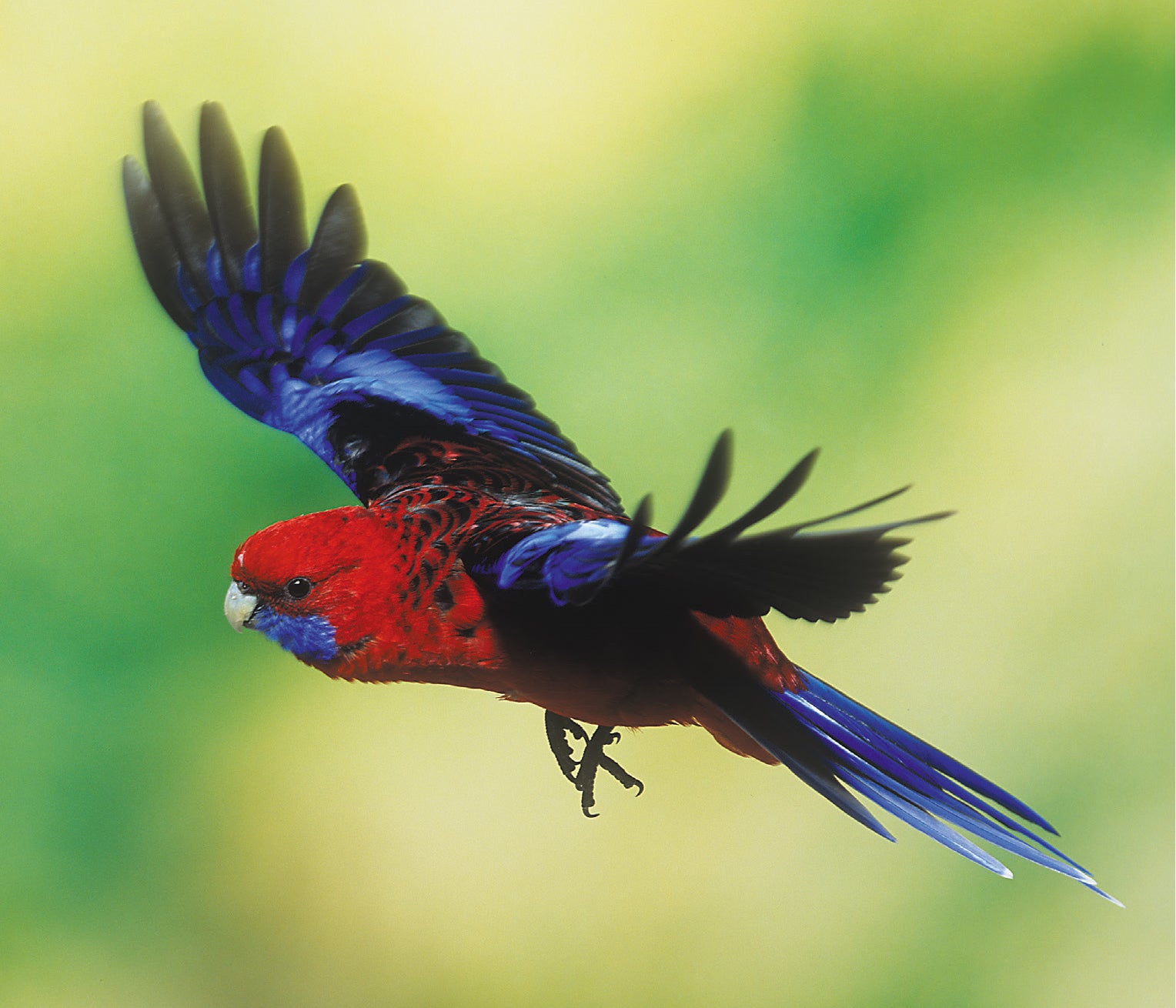 A Guide to Rosellas and their Mutations-Revised Edition (Soft Cover)
