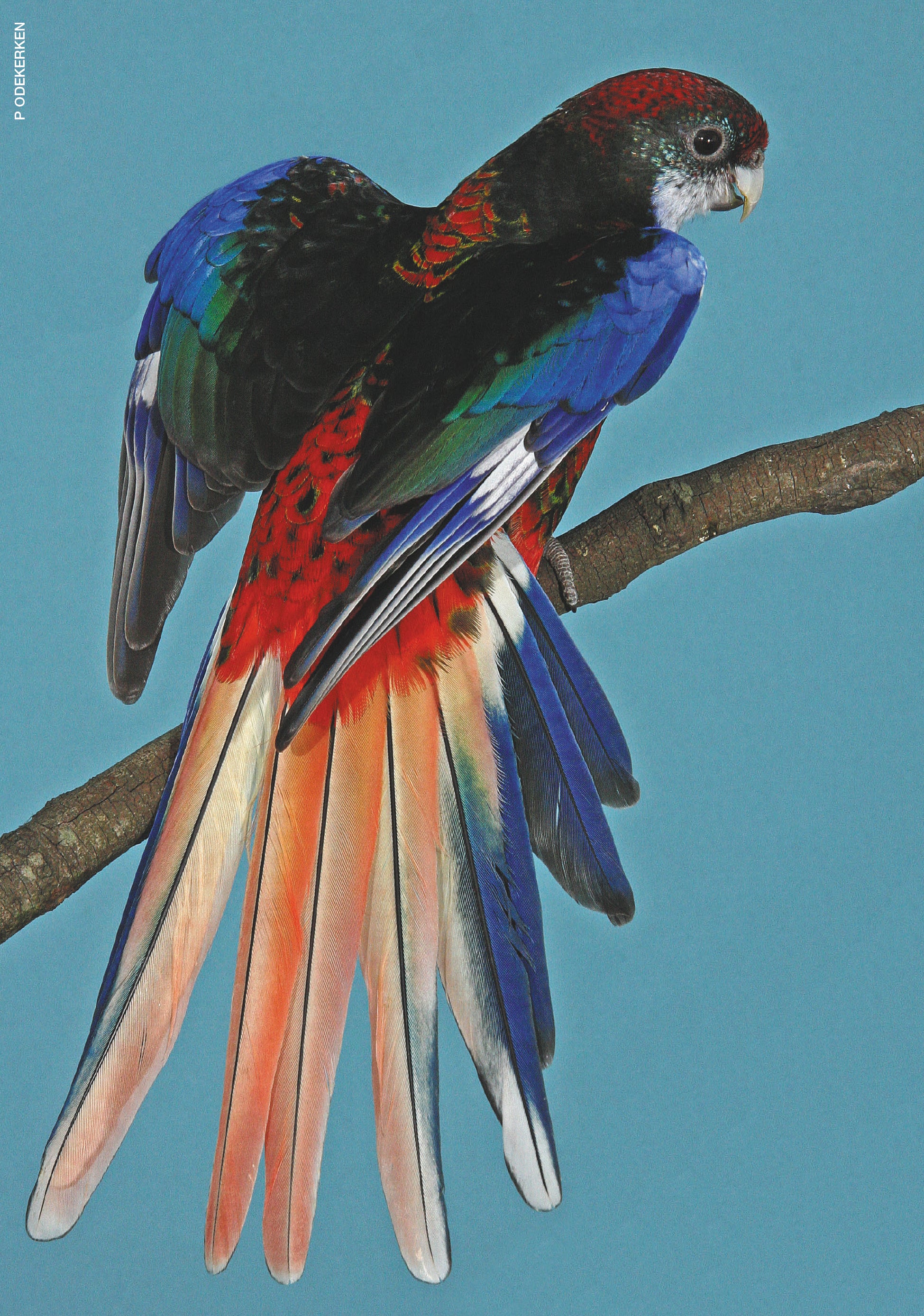 A Guide to Rosellas and their Mutations-Revised Edition (Hard Cover)