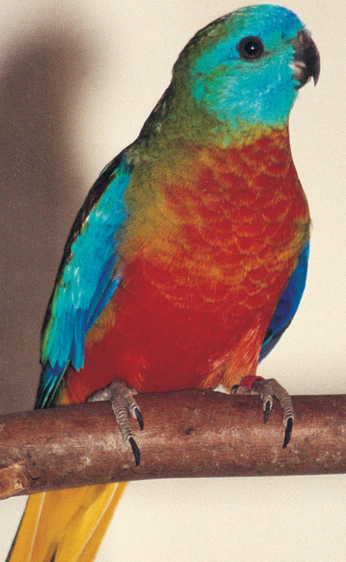 A Guide to Neophema and Psephotus Grass Parrots (Revised Edition)