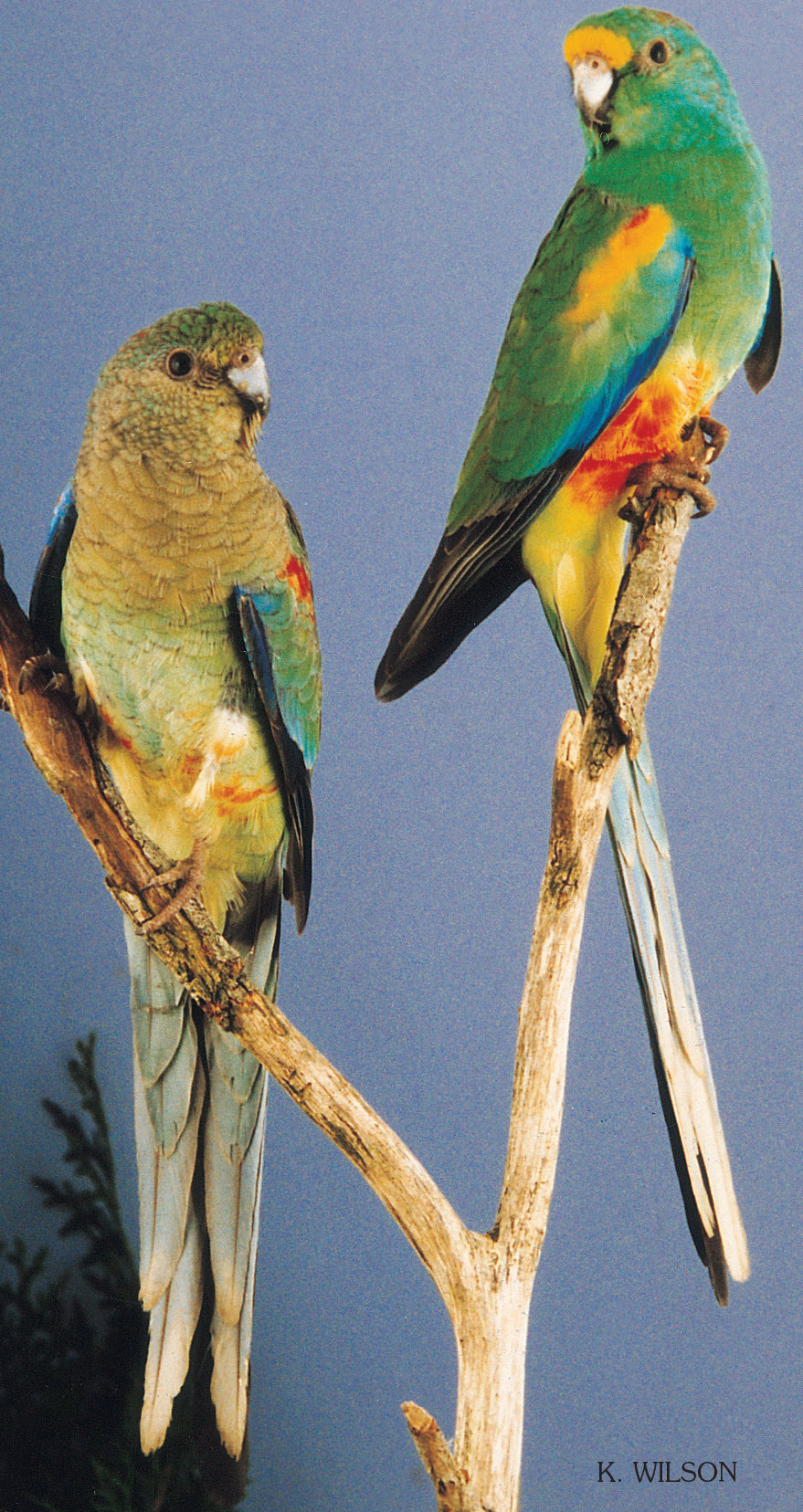 A Guide to Neophema and Psephotus Grass Parrots (Revised Edition)