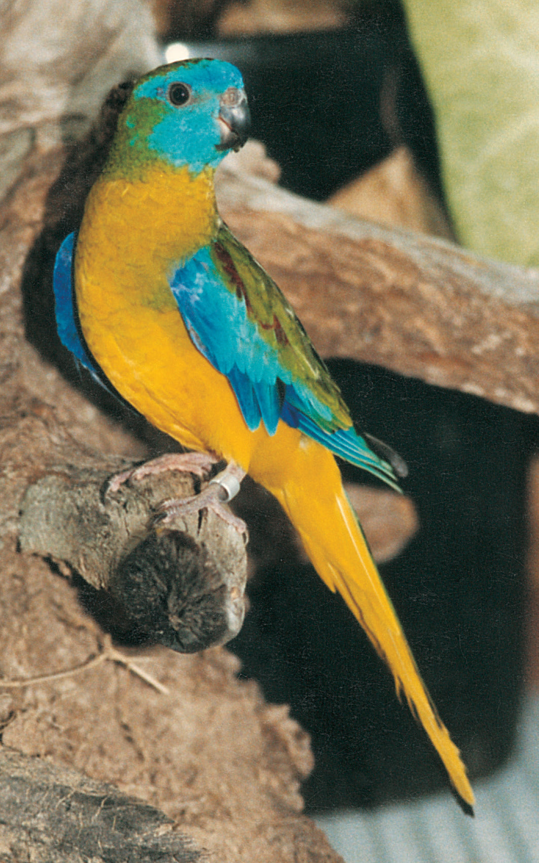 A Guide to Neophema and Psephotus Grass Parrots (Revised Edition)