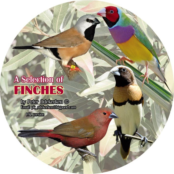 DVD—A Selection of Finches (80 Minutes)
