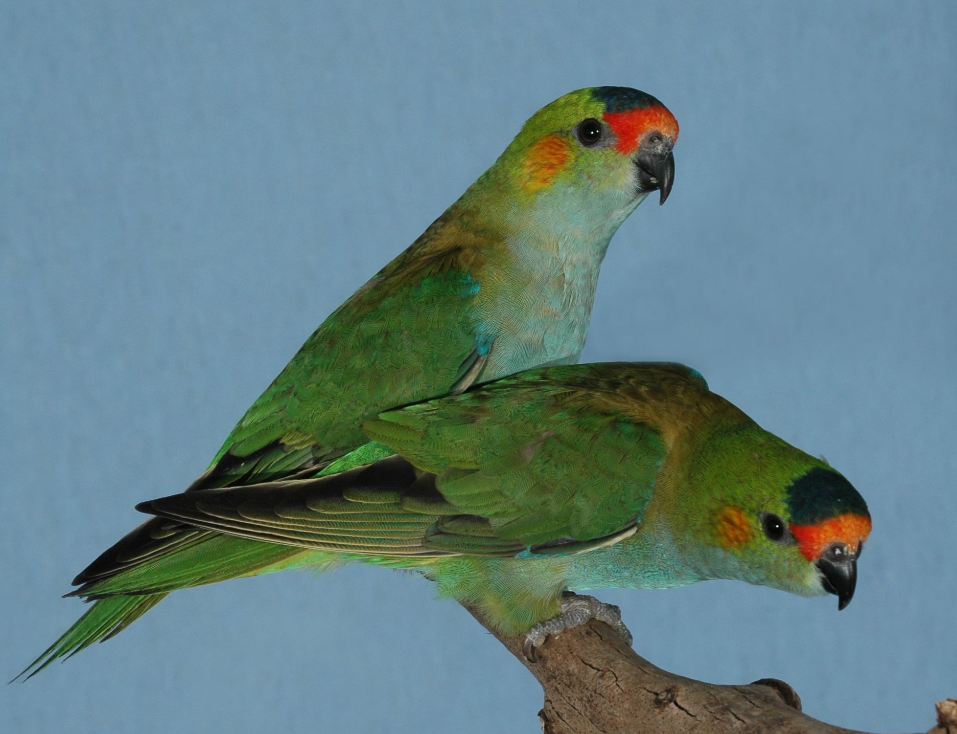 DVD—Lories and Lorikeets—A Focus on the Brush-tongued Parrots (55 mins)