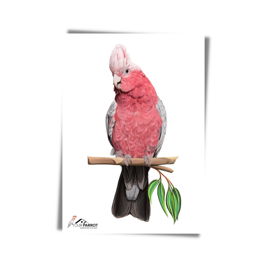 POSTER Galah