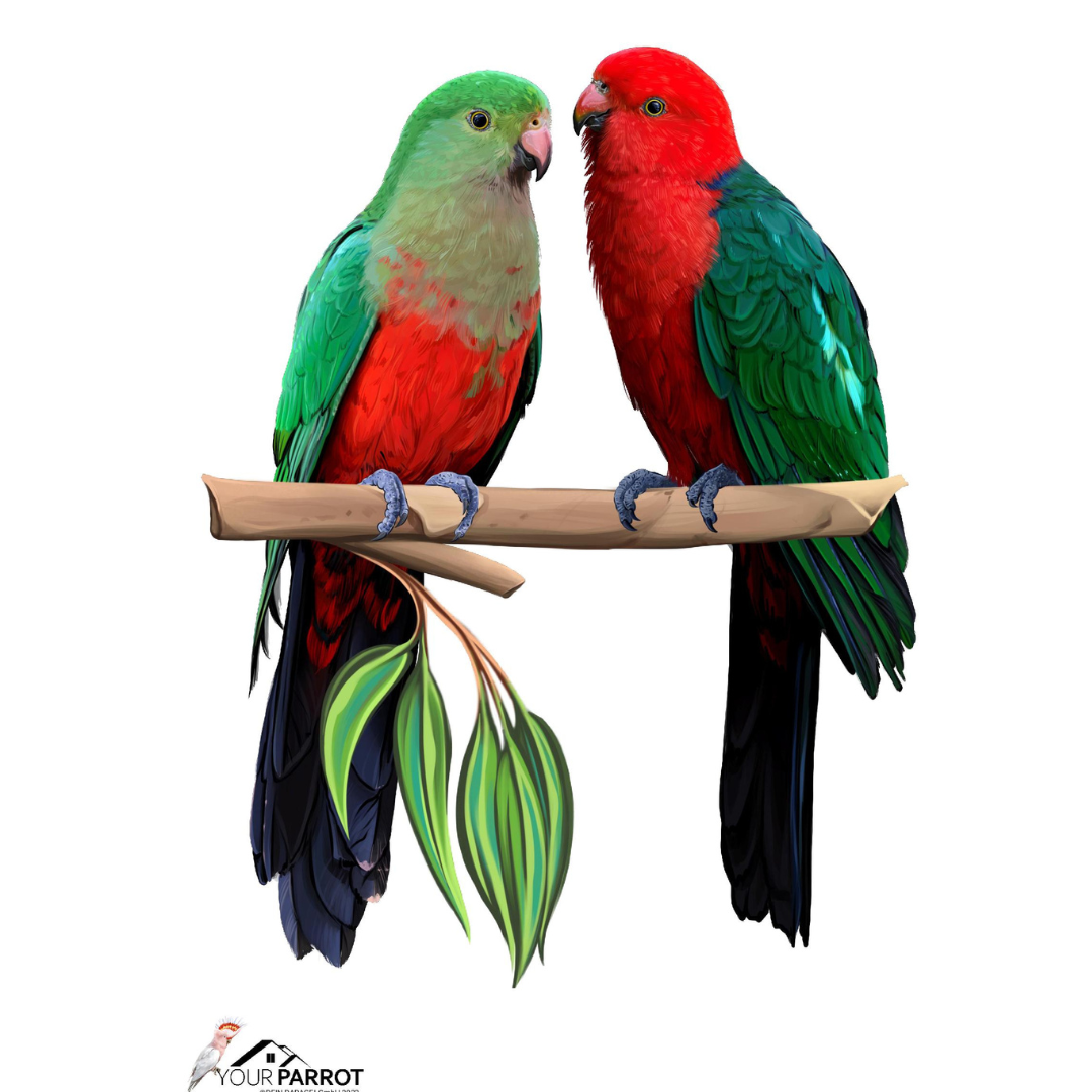 POSTER KING PARROTS