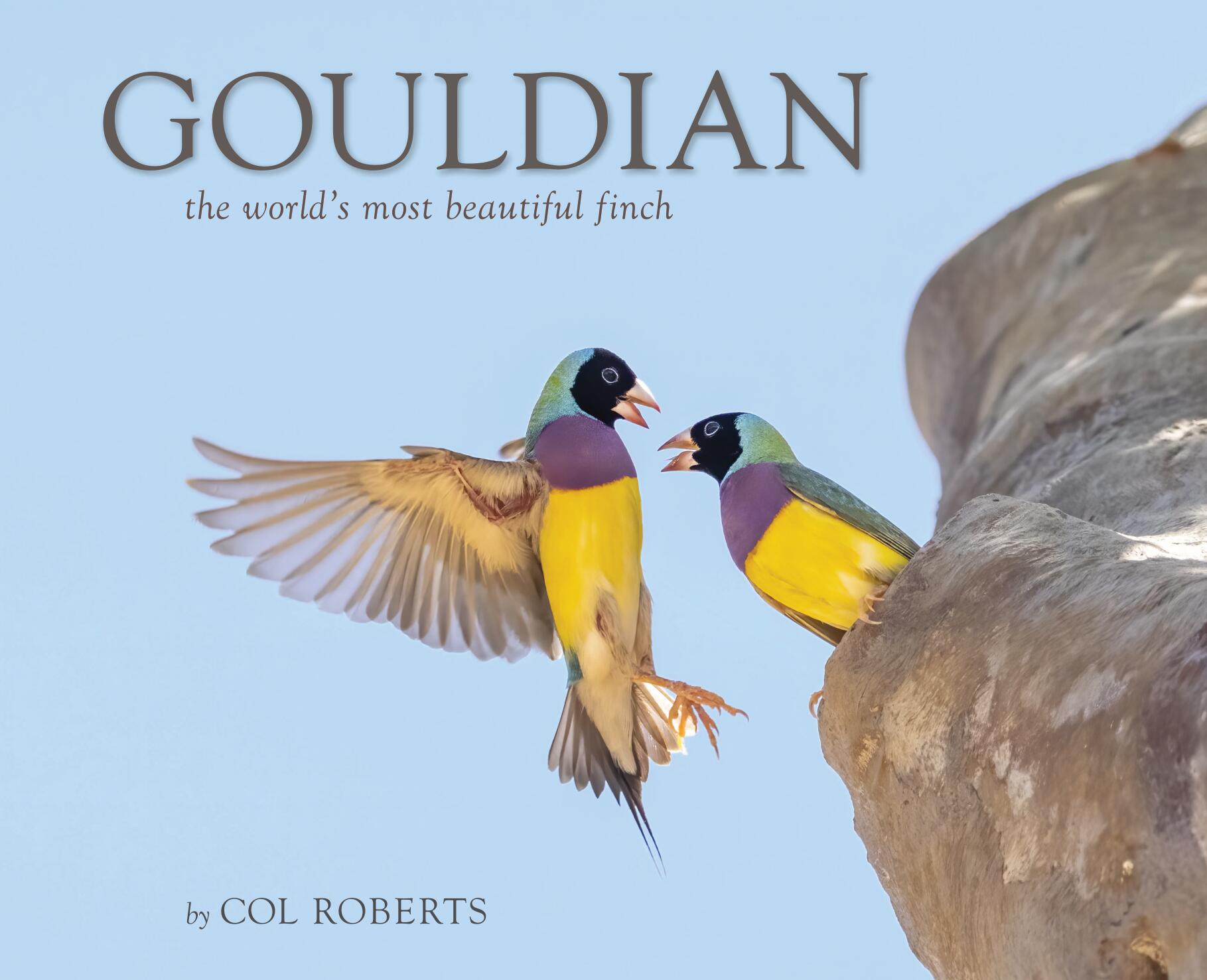 Gouldian: the world’s most beautiful finch