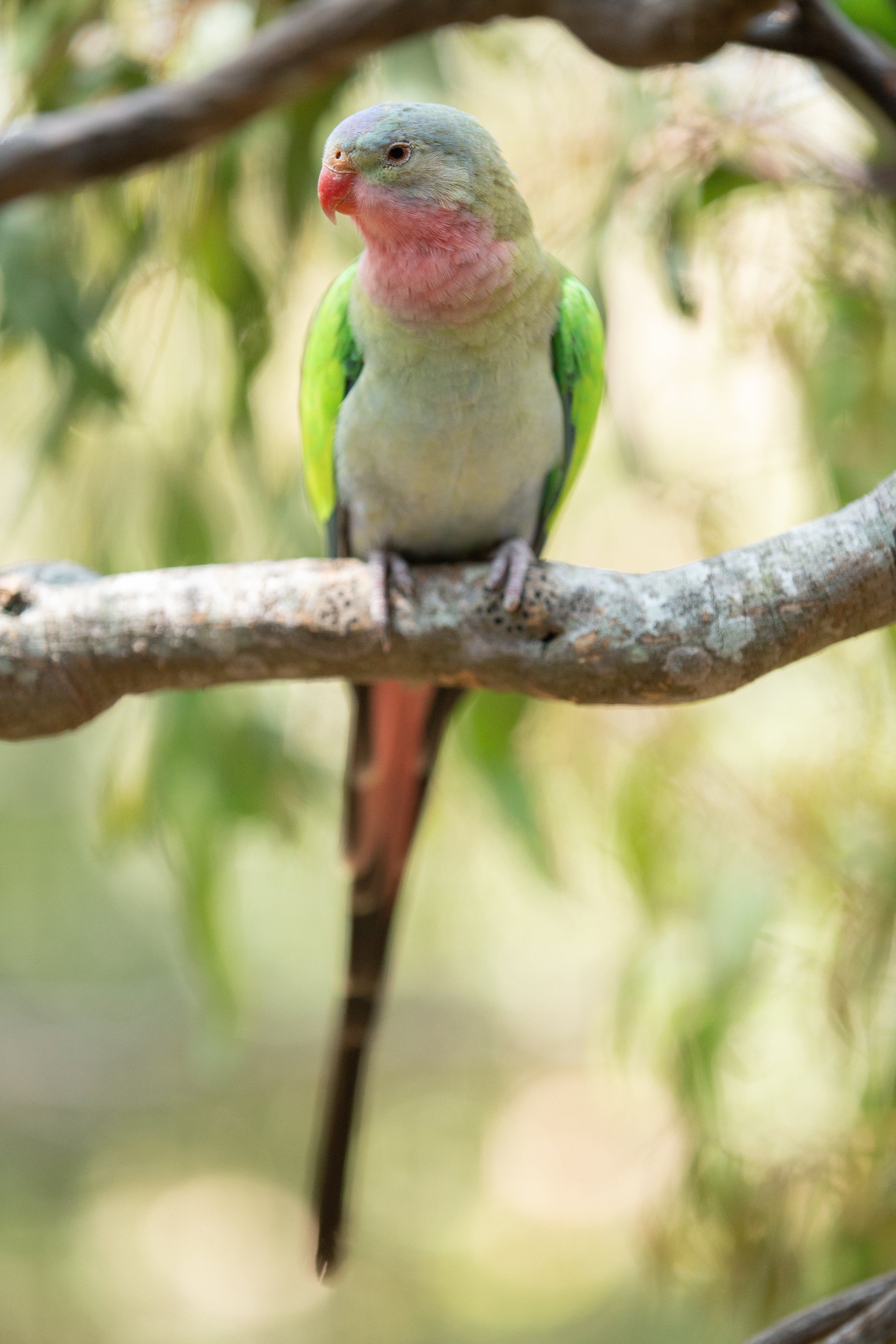 Australian Coral-billed Parrots