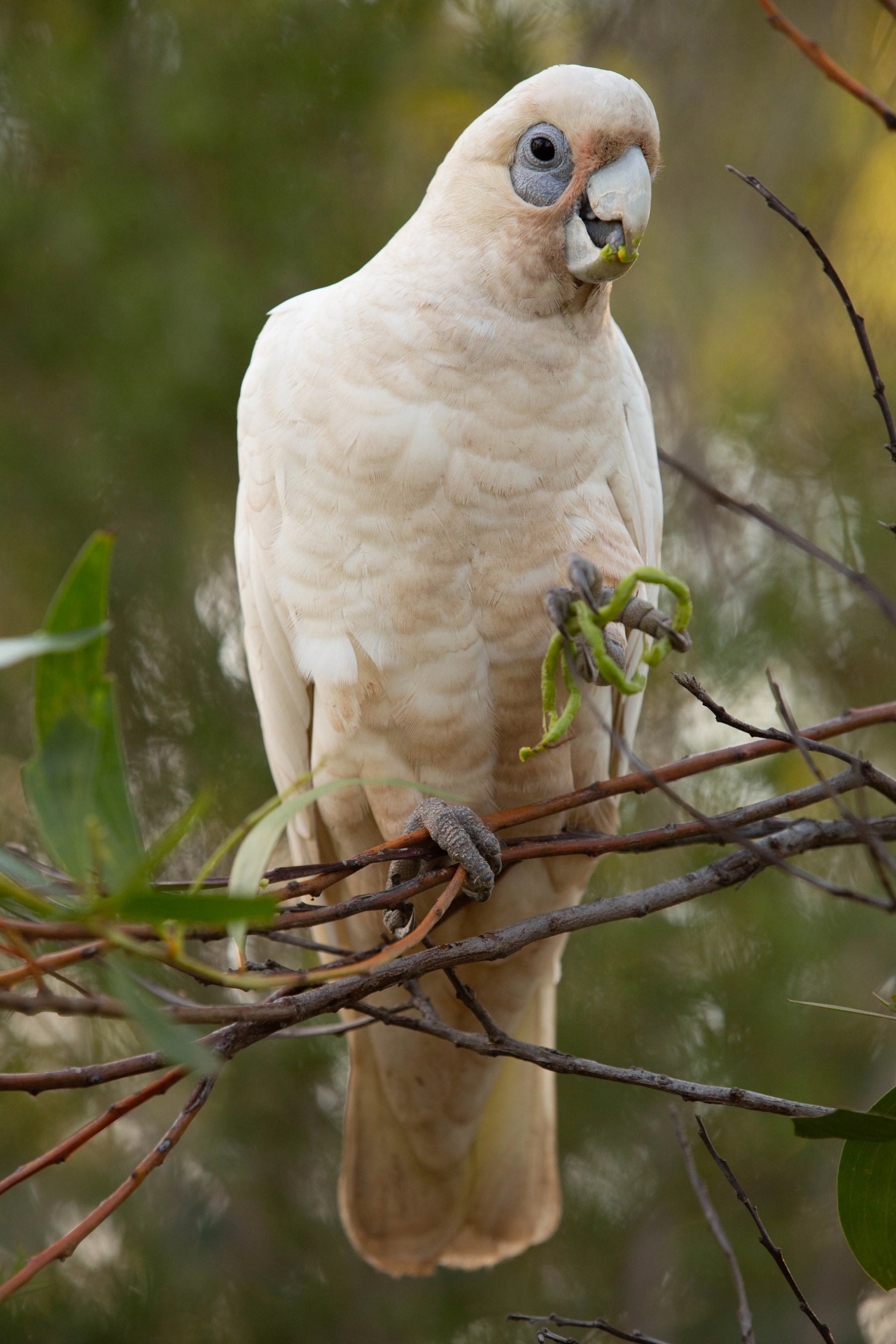A Guide to Australian White Cockatoos—Print Version