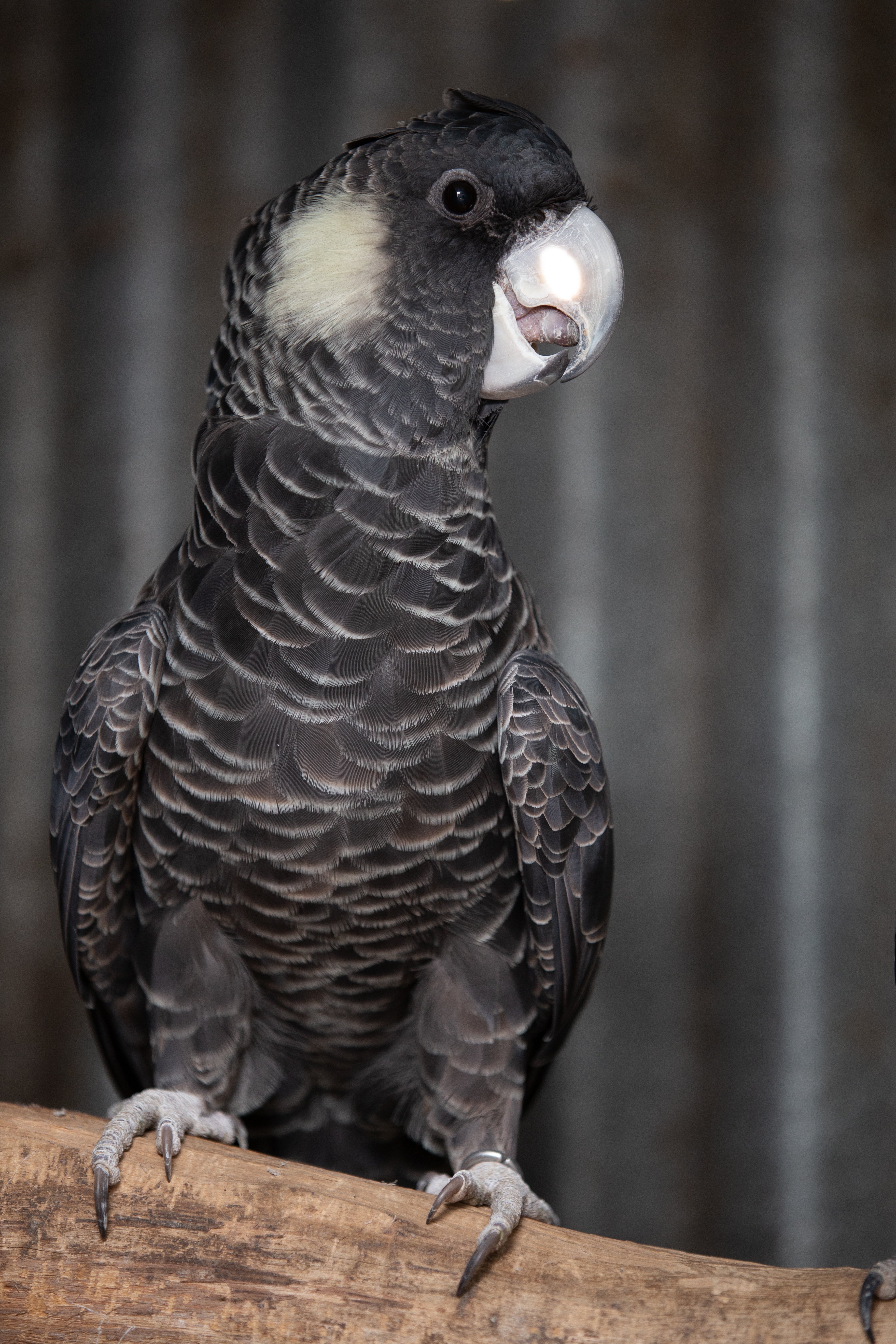 A Guide to Australian Black Cockatoos (Hard Cover)