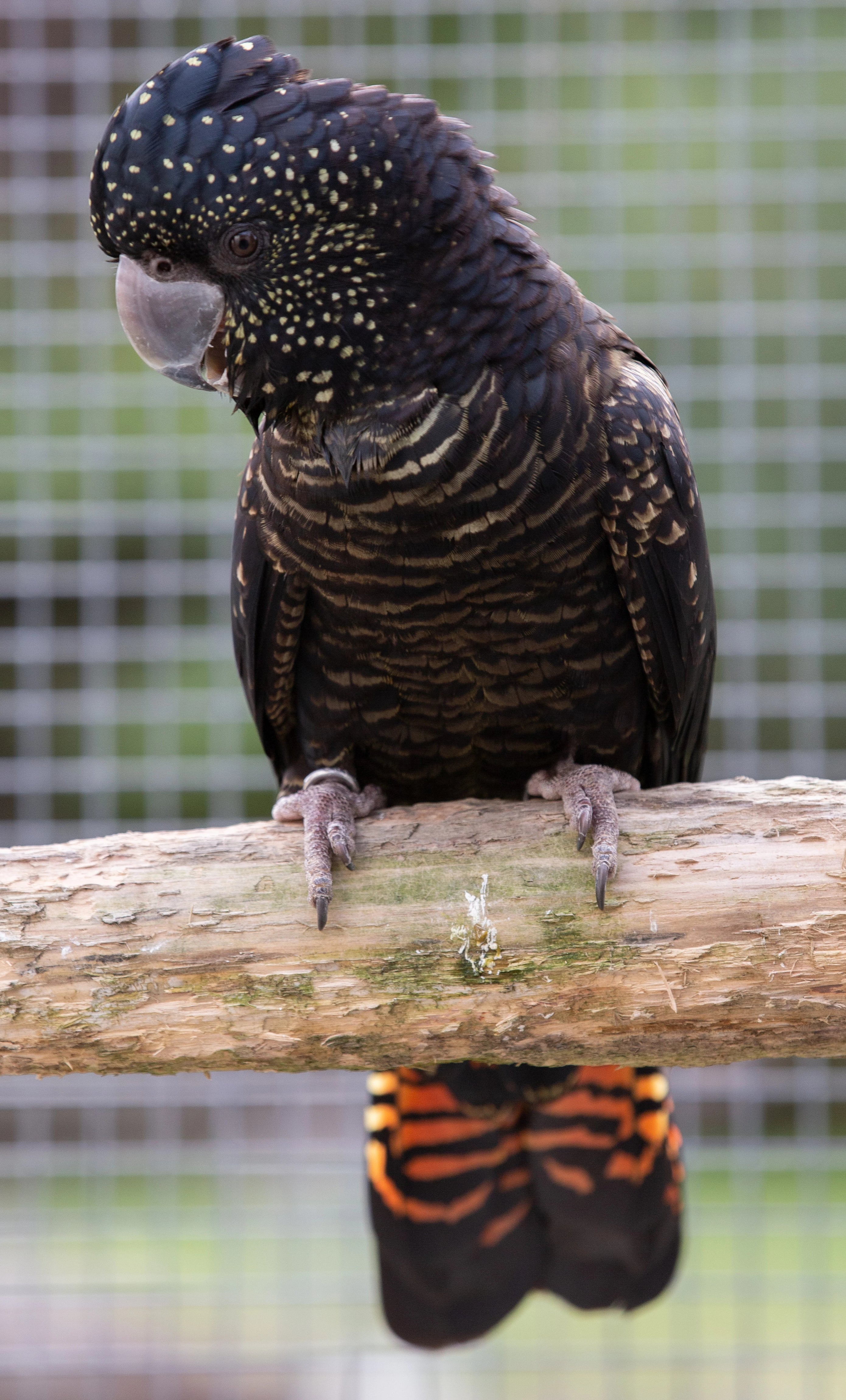 A Guide to Australian Black Cockatoos (Hard Cover)