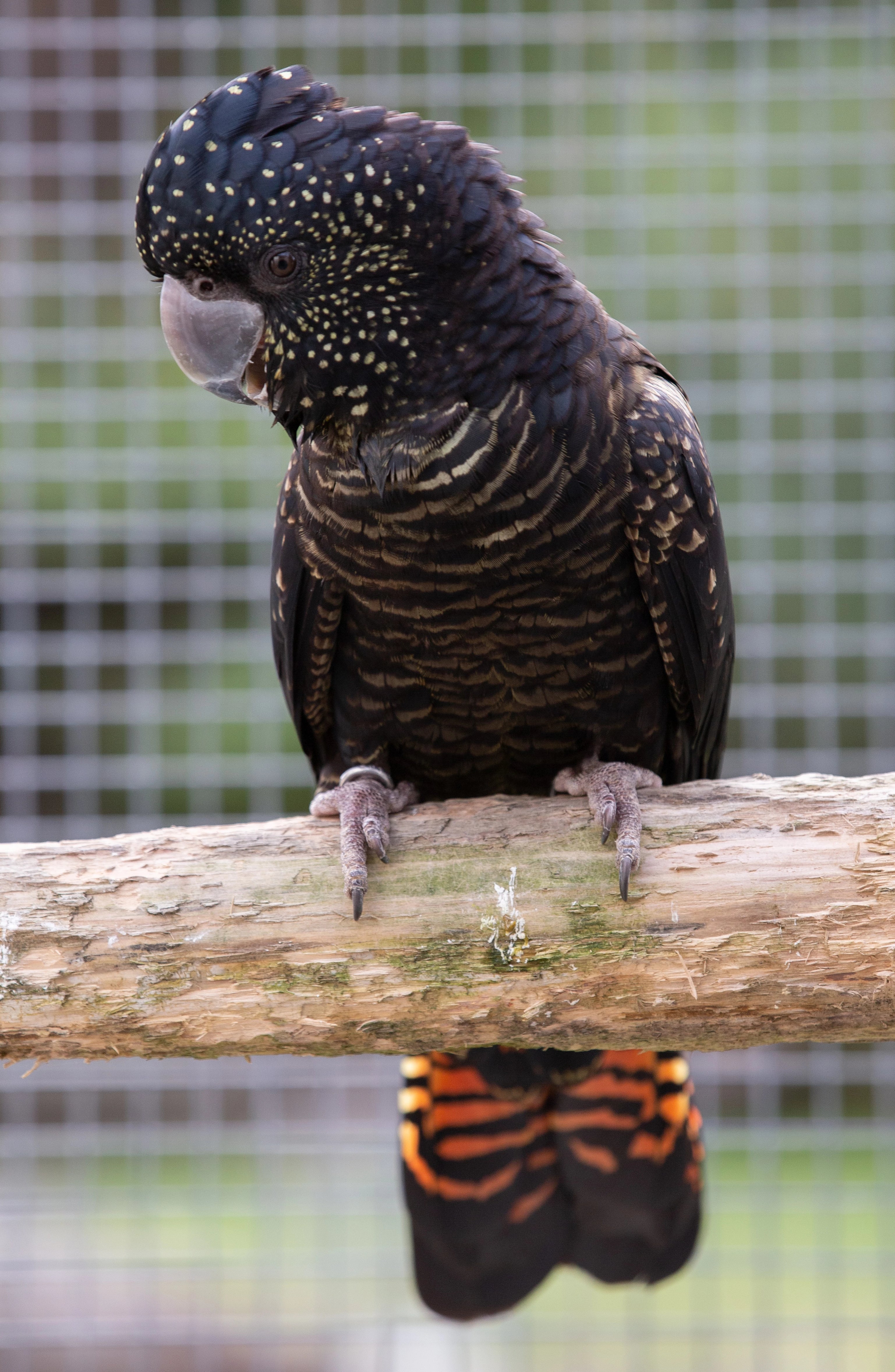 A Guide to Australian Black Cockatoos (Soft Cover)