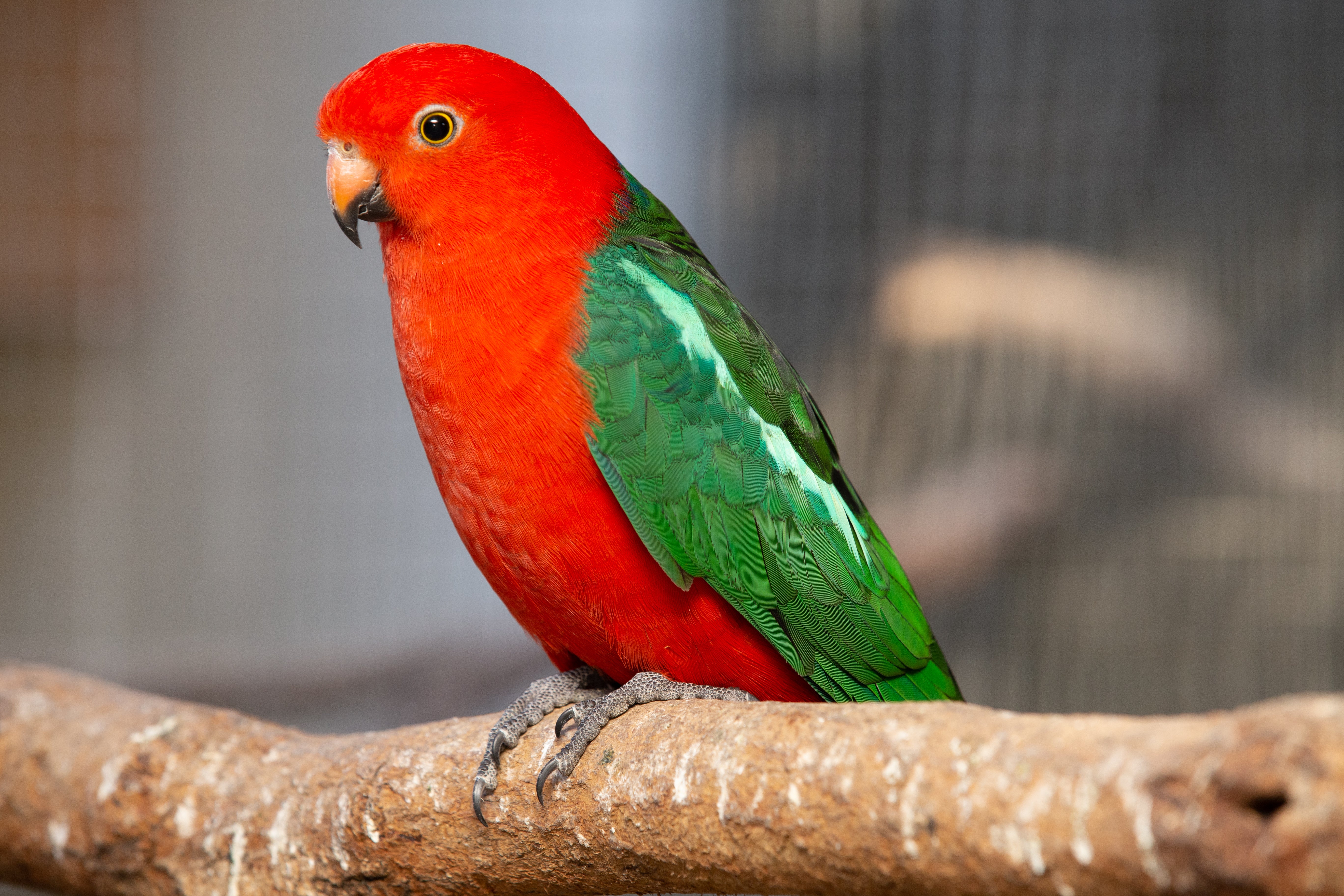 A Guide to Australian Long and Broadtailed Parrots and NZ Kakarikis