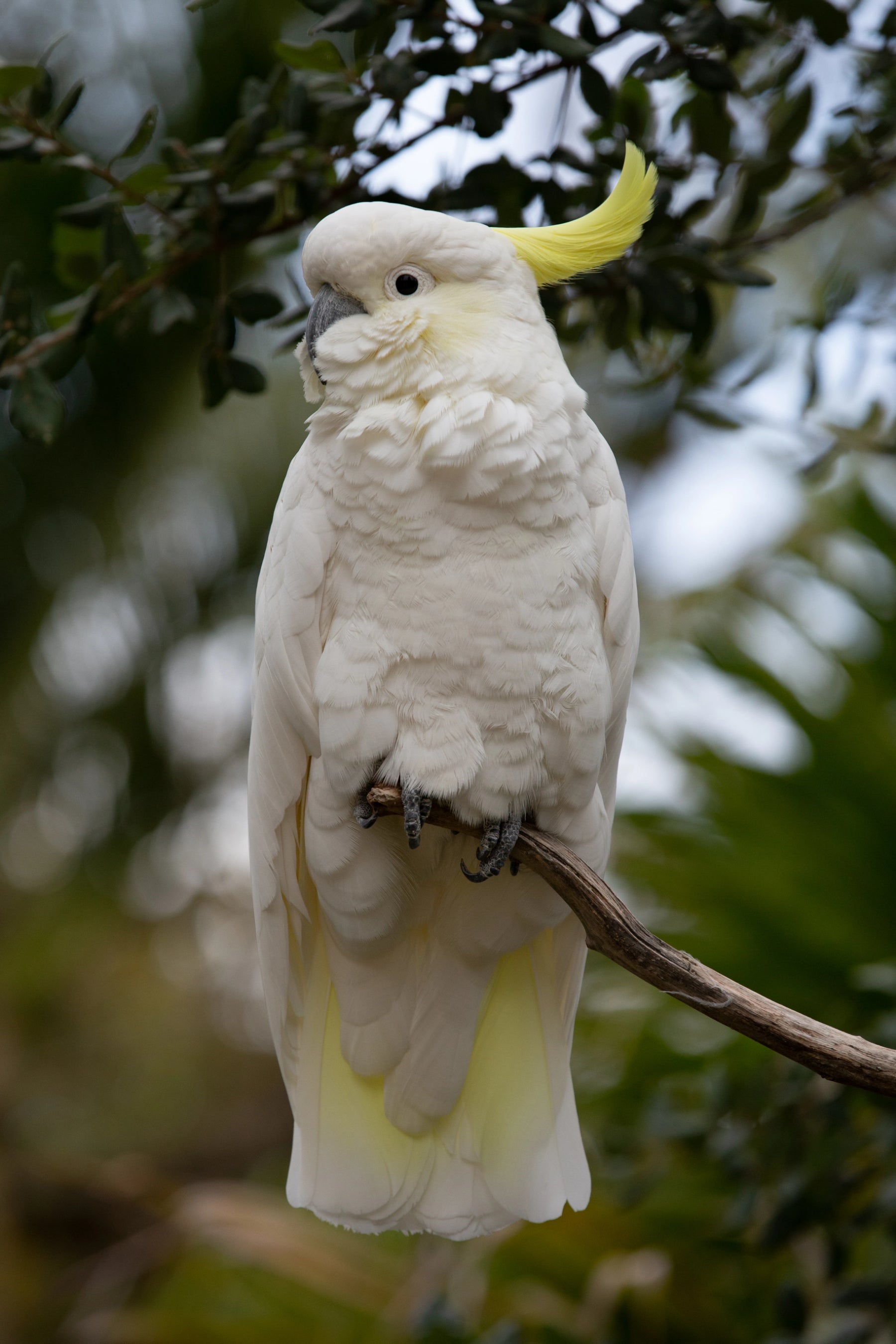 A Guide to Australian White Cockatoos—Print Version