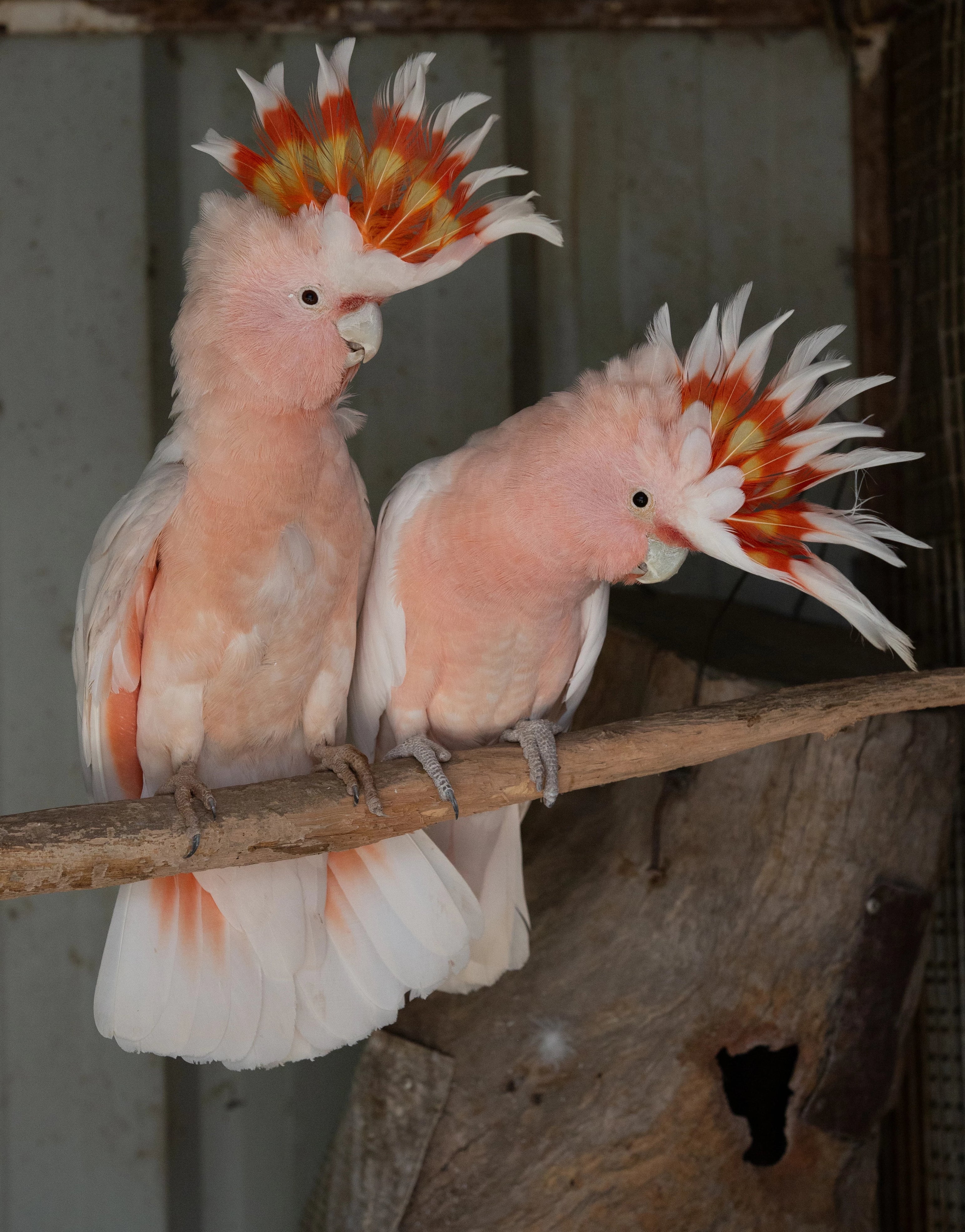 A Guide to Australian White Cockatoos—Print Version