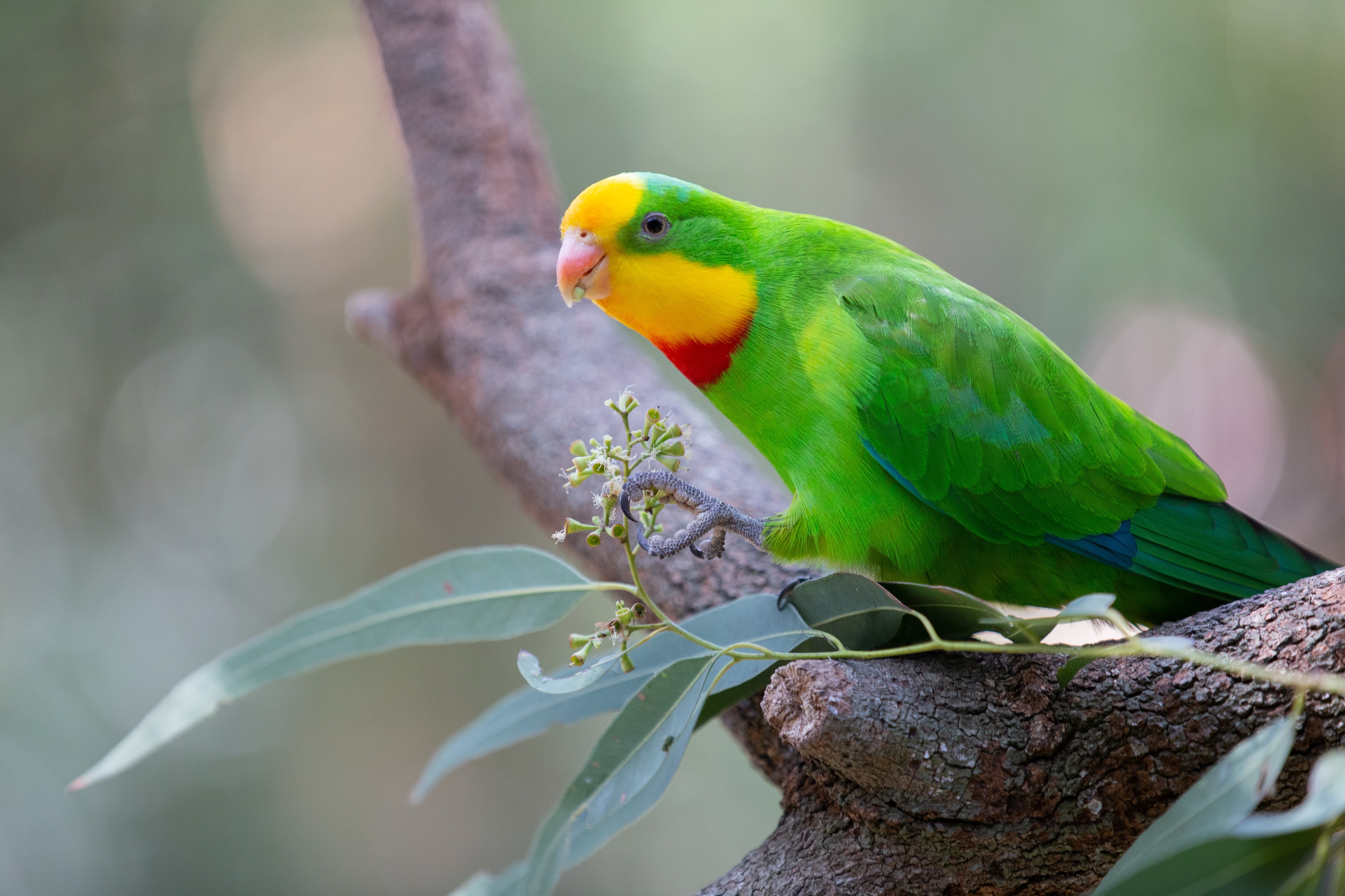 Australian Coral-billed Parrots