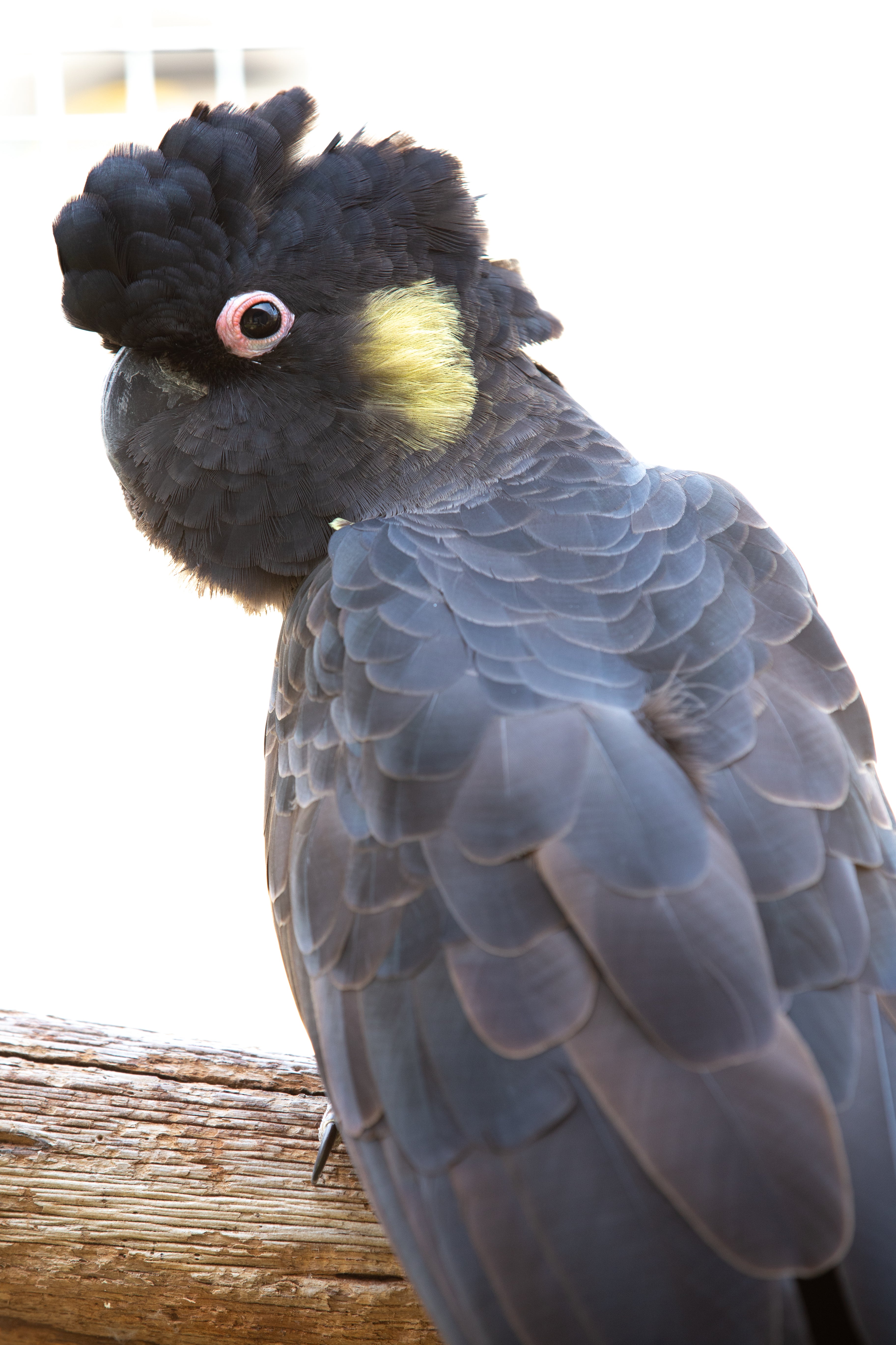 A Guide to Australian Black Cockatoos (Soft Cover)